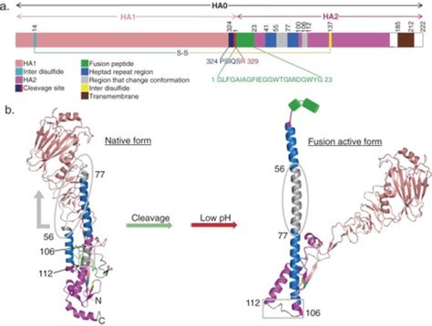 Influenza Hemagglutinin - microbewiki