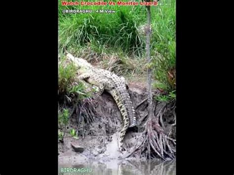 Saltwater Crocodiles and Lizards of the Sundarbans - YouTube