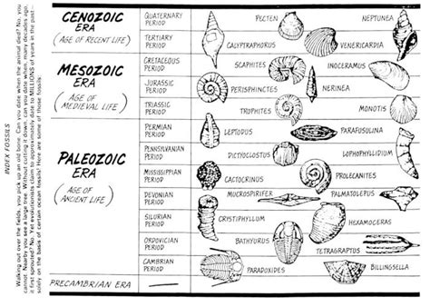 Evolution - Precambrian Era