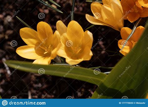 Yellow Crocus Crocus Flavus Stock Image Image Of Cultivated Plant