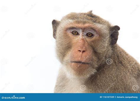 Monkey of Portrait Isolated White Background Stock Image - Image of portrait, color: 116107339