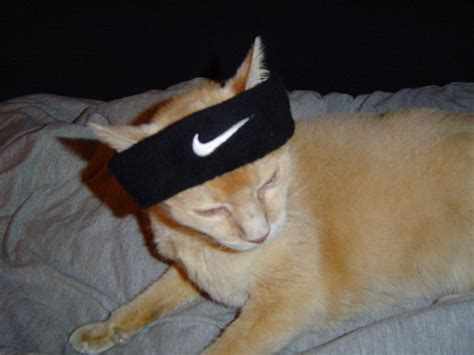 basketball cat by woof69 on DeviantArt