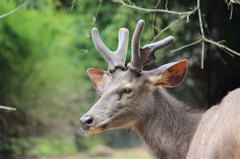 Keibul Lamjao National Park Manipur How To Visit The Worlds Only