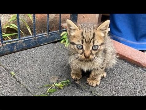 Save Me Blind And Sick Kitten Cries For Help Waiting For Someone