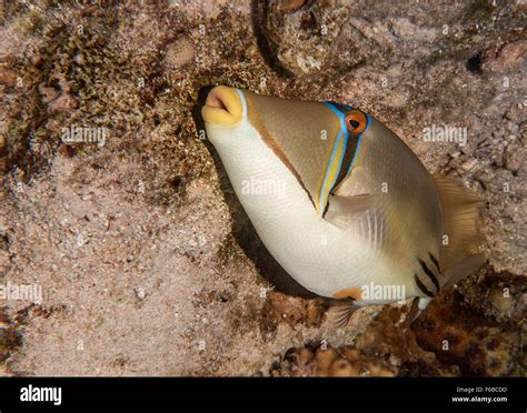 Arabian Picasso Triggerfish Rhinecanthus Assasi Balistidae Sharm El