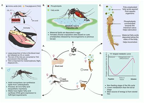 Dengue Mosquito Life Cycle