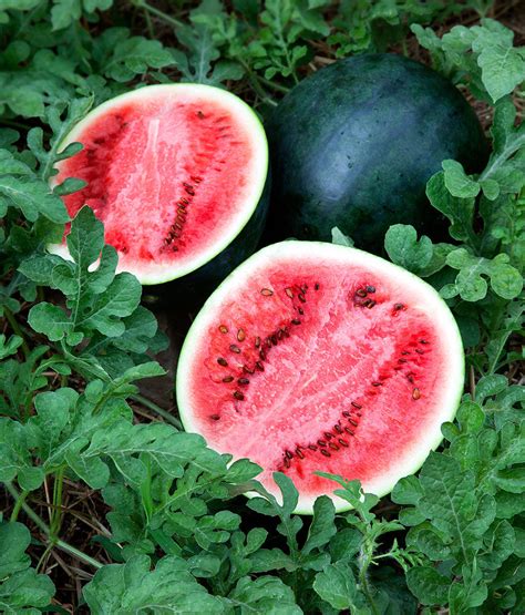 Sugar Baby Watermelon Seeds - Heirloom – Hometown Seeds