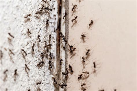 5 All Natural Ways On How To Get Rid Of Ants