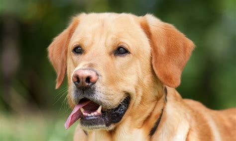 Labrador Retrievers As Guard Dogs Temperament And Training