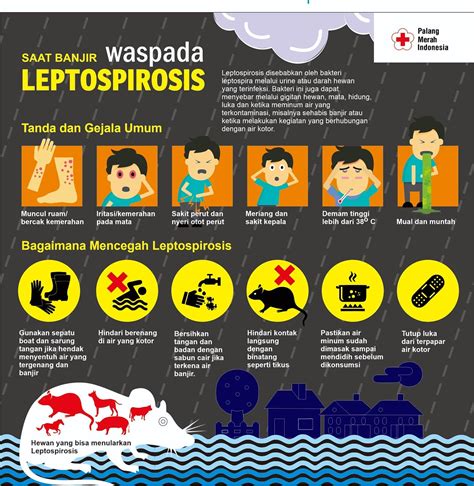 Waspada Penyakit Leptospirosis Kata Kota