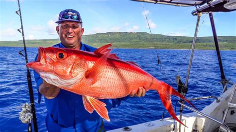 Absolute MONSTER Queen Snappers Catch Clean Cook Organic Coconut