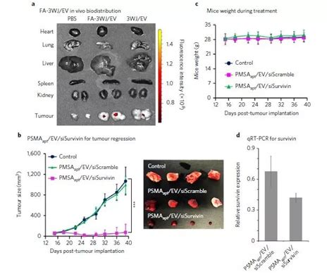 俄亥俄州立大学nature Nanotechnology：通过纳米粒子方向性控制rna及相应配体达到治疗癌症的效果 搜狐大视野 搜狐新闻