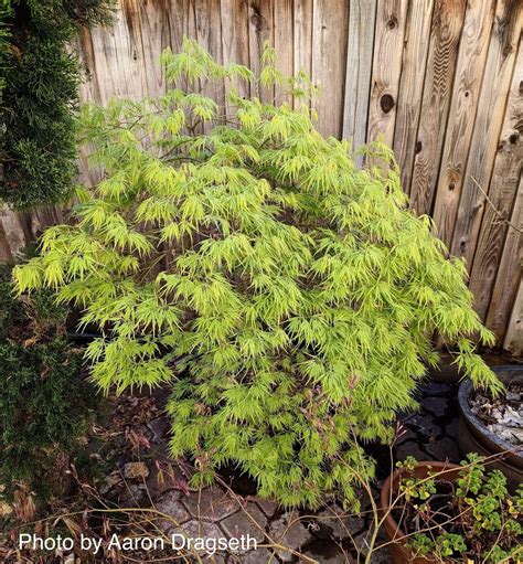 Buy Acer Palmatum Dissectum Viridis Japanese Maple — Mr Maple │ Buy Japanese Maple Trees