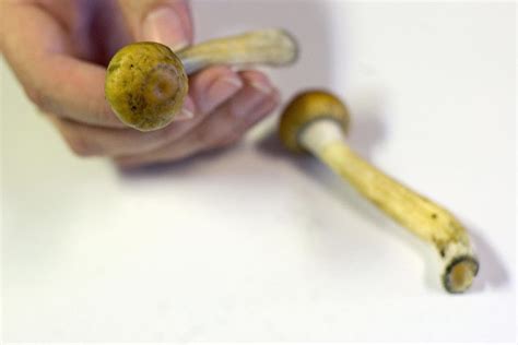 Depression Therapy Using Magic Mushrooms Looks Promising The Independent