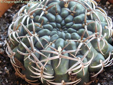 Gymnocalycium Archives Trouts Notes