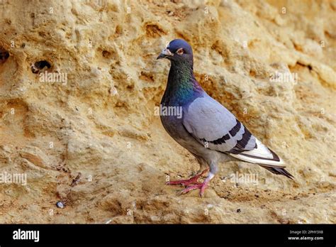 Feral Rock Pigeon Columba Livia Perching At A Rock Side View