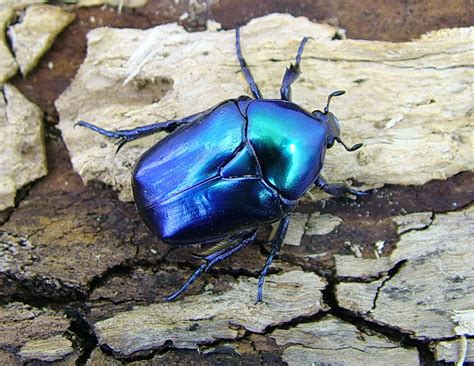 Cetonischema Speciosa Cyanochlora St Nd Instar X The Insect Farm