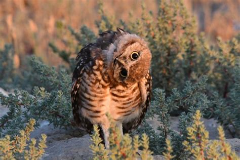 Why Do Owls Hoot At Night Daily Birder