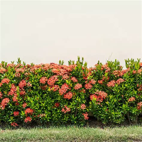 Mini Ixora Plant Ixora Dwarf Plant Nursery Nisarga