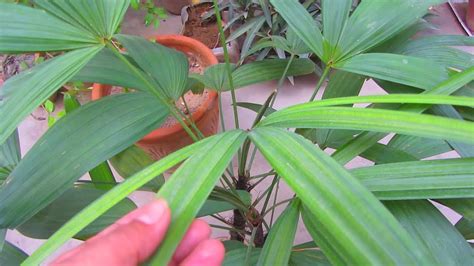 Lady Palm Plant Care Rhapis Palm Caring Tips Youtube