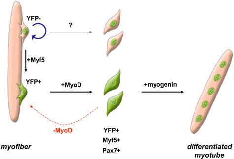 Figure 2 from Skeletal muscle satellite cells and adult myogenesis ...