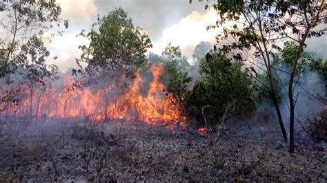 Waspada Kalbar Diprediksi Hadapi Karhutla BMKG Ungkap 3 Titik Panas