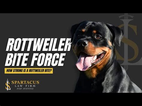 Rottweiler Bite Force How Strong Is A Rottweiler Bite YouTube