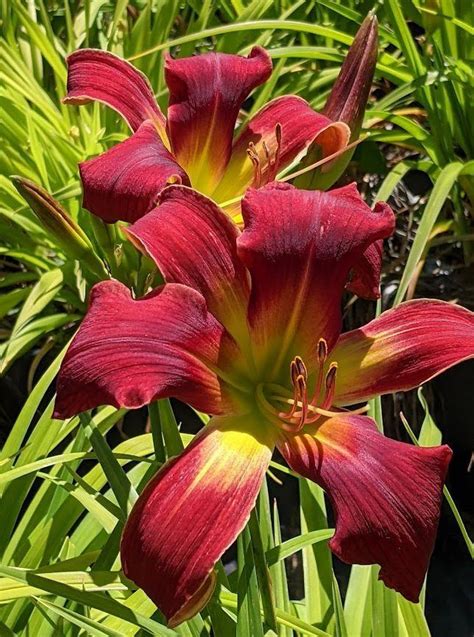 Daylily Hemerocallis Ledgewood S Christmas Angel In The Daylilies