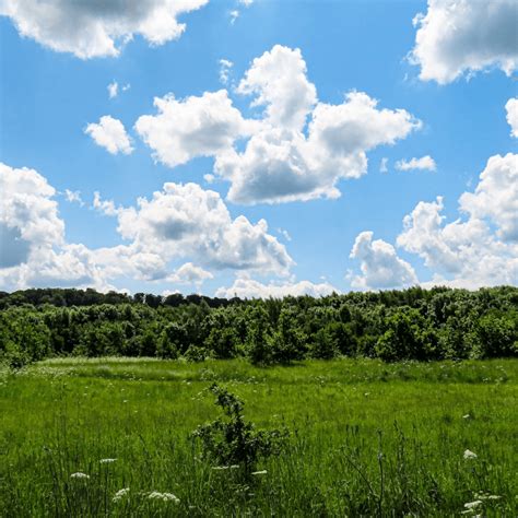 Londonthorpe Woods Visit Lincolnshire