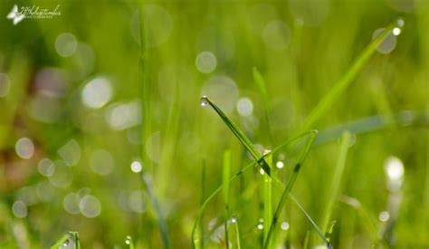 Wallpaper Sunlight Water Nature Love Reflection Grass Rain