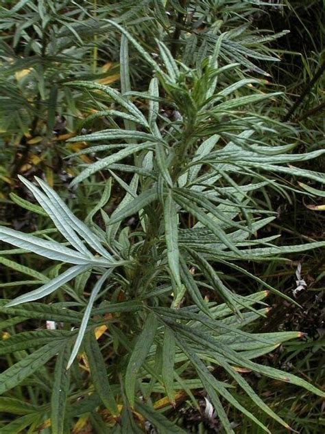 Artemisia Verlotiorum Alchetron The Free Social Encyclopedia