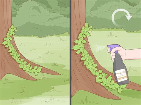 4 Ways to Get Rid of Poison Ivy Plants - wikiHow