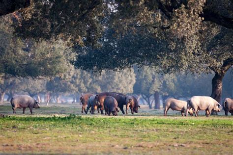 La iniciativa europea Más ganadería extensiva más biodiversidad