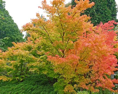 Acer Palmatum Sango Kaku Viveros Escalante