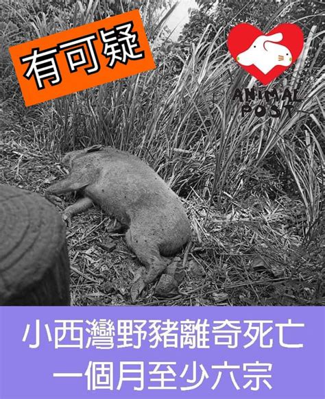 小西灣多宗野豬離奇死亡 一個月最少6宗屍體發現