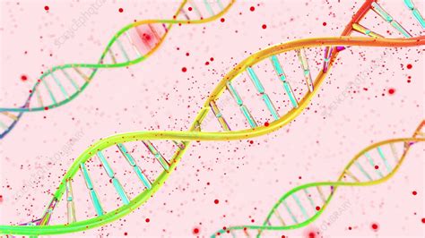 DNA molecules, animation - Stock Video Clip - K012/7610 - Science Photo ...