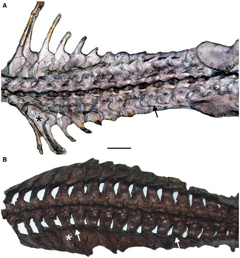 Postcranial Morphology Of The Early Triassic Epicynodont Galesaurus