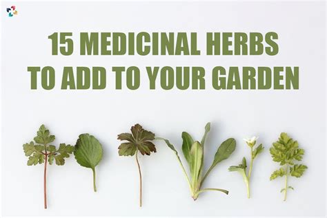 15 Best Medicinal Herbs To Add To Your Garden | The Lifesciences Magazine