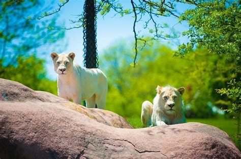 20 Best Zoos in the World - According to AttentionTrust