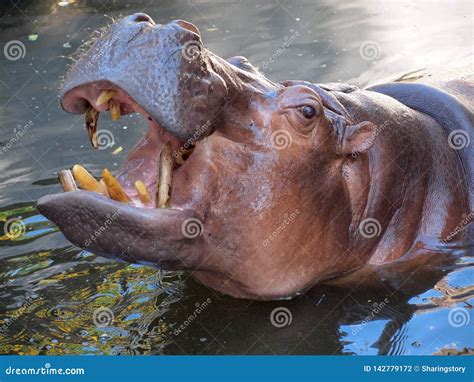 Hippopotamus Showing Mouth And Teeth Stock Photography | CartoonDealer ...