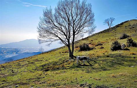 Sul Monte Acuto Sopra Balestrino Passeggiare In Liguria