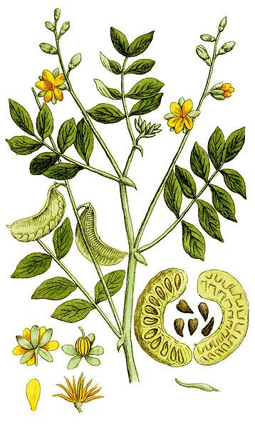 Касия теснолистна Cassia angustifolia Vahl. Касия остролистна Cassia ...