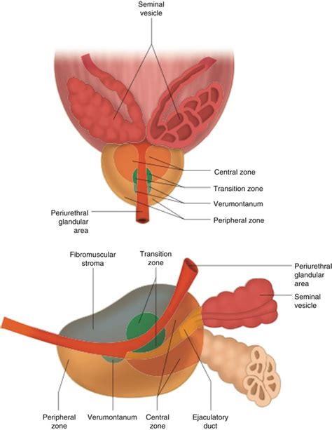 Prostate Anatomy Images Anatomical Charts Posters