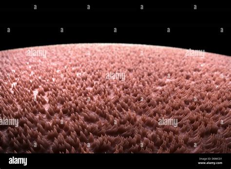 A Magnification Of Filiform Papillae On A Human Tongue Stock Photo Alamy