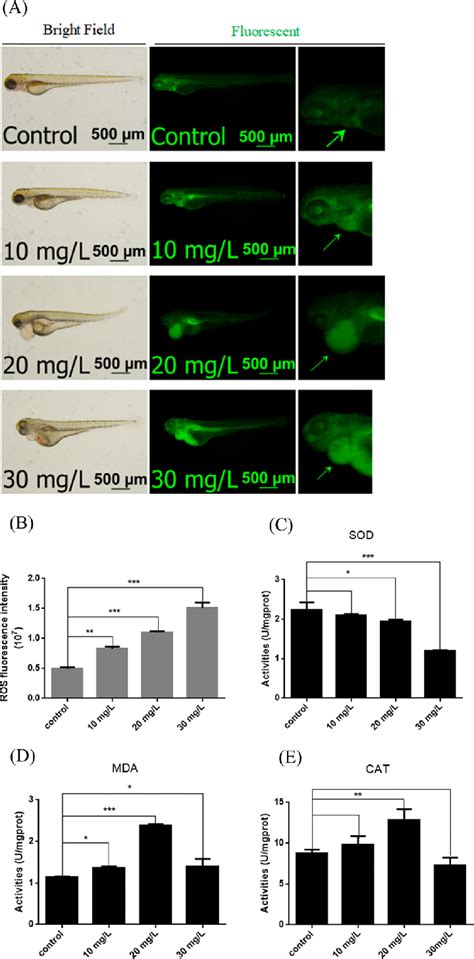 Ethoprophos Exposure Induced Oxidative Stress In Zebrafish Embryos