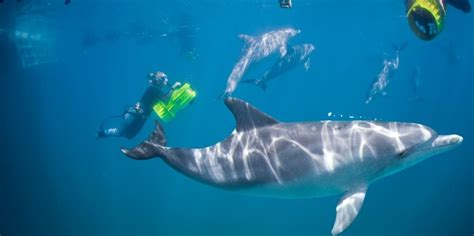 Swim With Dolphins Perth Tours Everything Australia