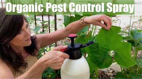 Organic Pest Control Spray For Your Vegetable Garden For Aphids And Chewing Insects Youtube