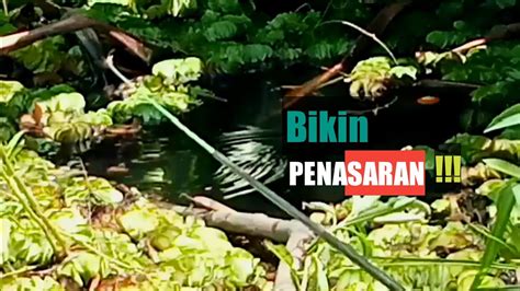 Mancing Di Alam Liar Target Berburu Ikan Kihung Betok Monster