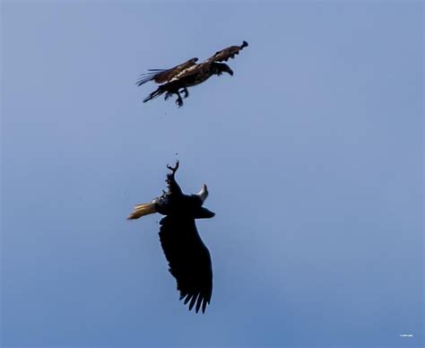 Red Tailed Hawk vs Bald Eagle : r/Bellingham