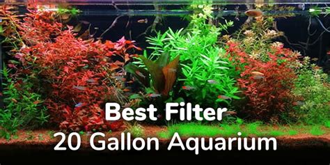 10 Best Filters for 20 Gallon Aquariums (Updated 2022)